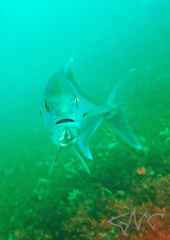 Seriola hippos