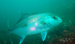 Seriola hippos