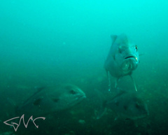 Seriola hippos