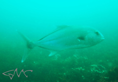 Seriola hippos