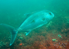 Seriola hippos