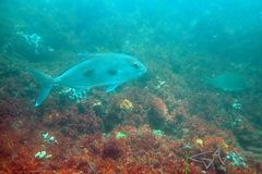 Seriola hippos
