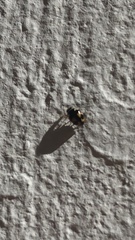 Hyperaspis festiva