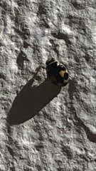 Hyperaspis festiva