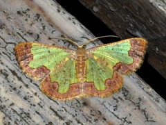 Zamarada transvisaria