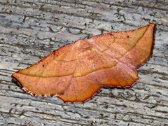 Drepanogynis rufaria