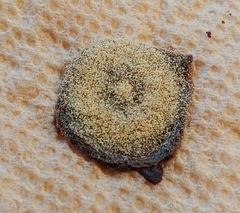 Aspergillus ochraceus