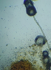 Aspergillus ochraceus