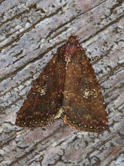 Condica capensis