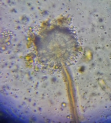 Aspergillus ochraceus