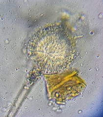 Aspergillus ochraceus