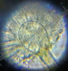 Aspergillus ochraceus
