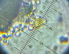 Aspergillus ochraceus