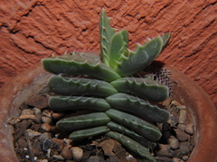 Faucaria