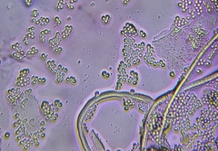 Aspergillus ochraceus