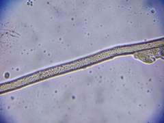 Aspergillus ochraceus