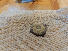 Aspergillus ochraceus