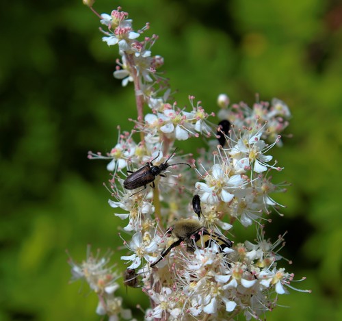 Siberian Meadowsweet