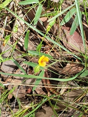 Zornia dyctiocarpa
