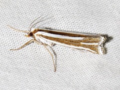 Ancylolomia prepiella