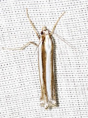 Ancylolomia prepiella
