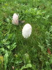 Coprinus comatus