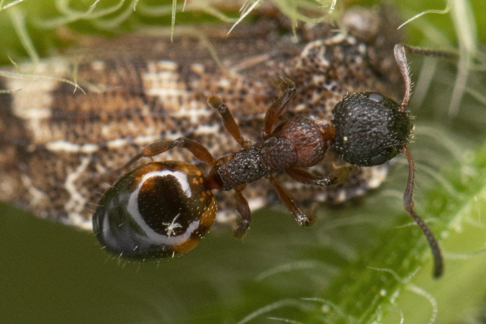 Dolichoderus plagiatus