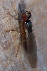 Mumetopia occipitalis