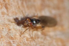 Mumetopia occipitalis