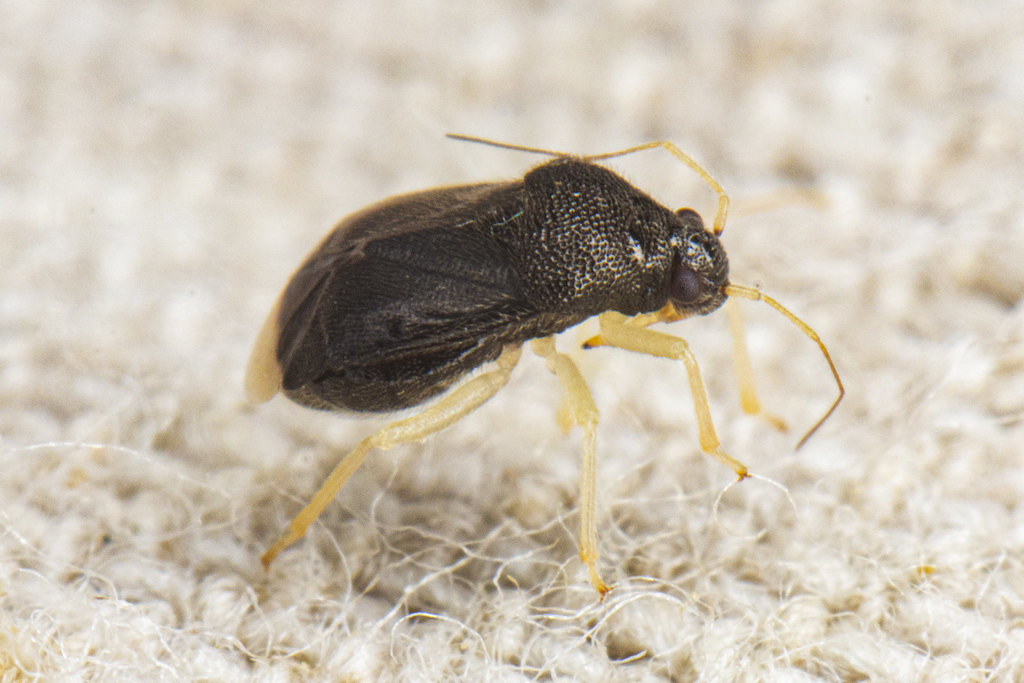 Sixeonotus recurvatus
