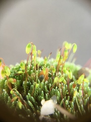 Bryum argenteum