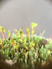Bryum argenteum