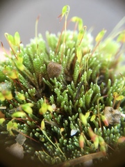 Bryum argenteum