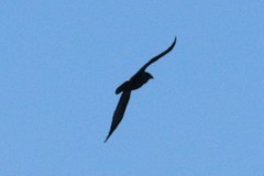 Corvus corax principalis