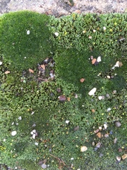 Bryum argenteum