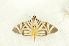 Spilomela perspicata