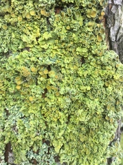 Xanthoria parietina