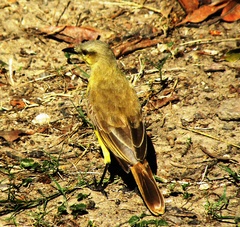 Machetornis rixosa