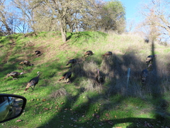 Meleagris gallopavo