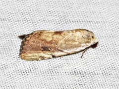 Tachosa brunnescens