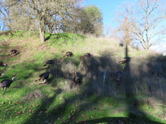 Meleagris gallopavo