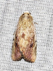 Tachosa brunnescens