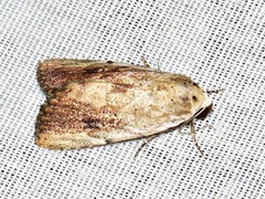 Tachosa brunnescens