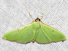 Parotis prasinophila