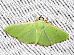 Parotis prasinophila