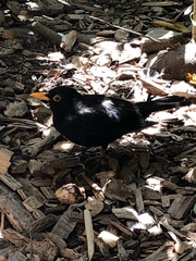 Turdus merula