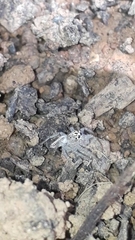 Thyene coccineovittata