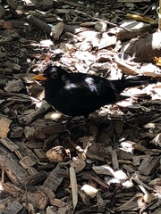 Turdus merula