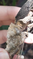 Thyene coccineovittata