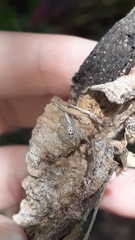 Thyene coccineovittata